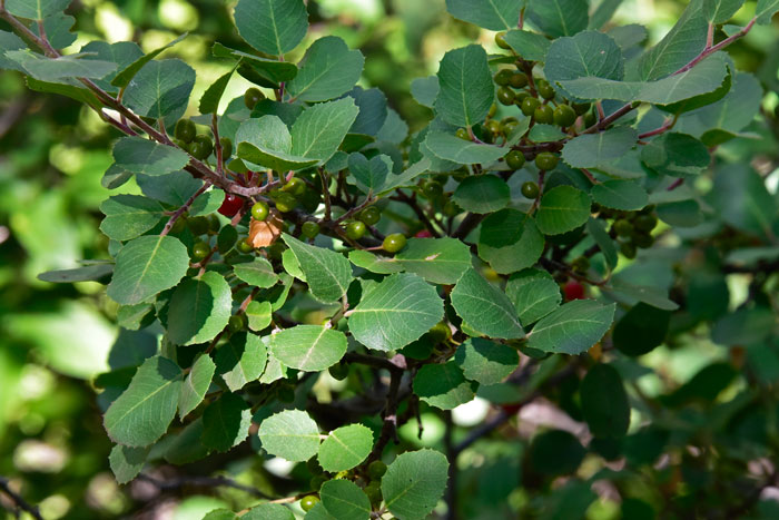 Rhamnus ilicifolia, Holly-leaf Buckthorn